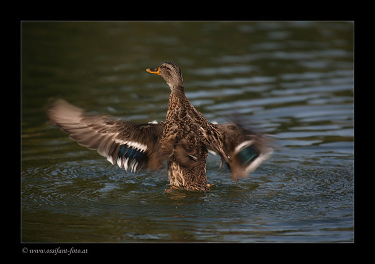 IMG_4324_fr_sig