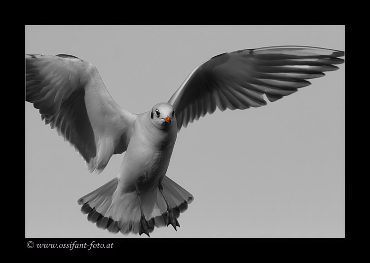 Img_1033_bw_col_noframe